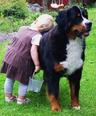 Sagekeep Bernese Mountain Dogs - Dog Breeders