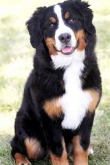 Beautiful Bernese Mountain Dog Boxers - Dog Breeders