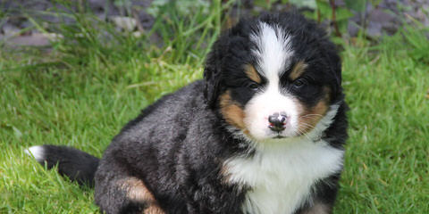 Keepsake Bernese Mtn Dogs - Dog and Puppy Pictures