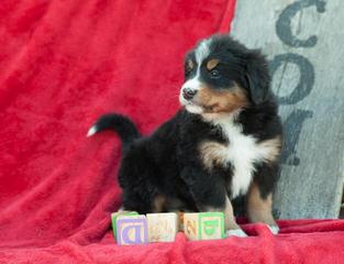 Blakoke Reg’d BMD - Dog Breeders