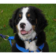 Beautiful Bernese Mountain Dog Boxers - Dog and Puppy Pictures