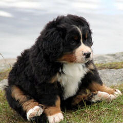 Carriage Estate Bernese Mountain Dogs - Dog Breeders