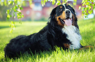 Keepsake Bernese Mtn Dogs - Dog Breeders