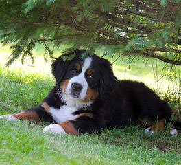 Mountain Dog Kennels - Dog and Puppy Pictures