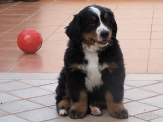 Traverse Hill Bernese Mt Dogs - Dog Breeders