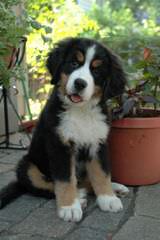 Whipperwillridge Bernese - Dog and Puppy Pictures