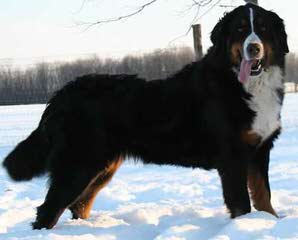 Belinda’s Bernese Mountain Dogs - Dog and Puppy Pictures