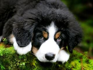 Bernese X Gr. Pyr. Mix Ozark Mtn Dogs - Dog and Puppy Pictures