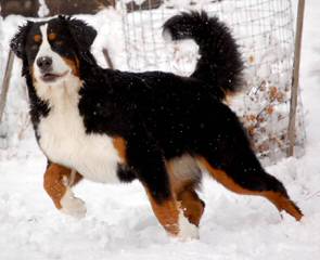 Bernese Family Kennels - Dog Breeders