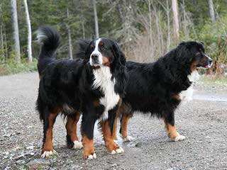 Beautiful Bernese Mountain Dog Boxers - Dog and Puppy Pictures