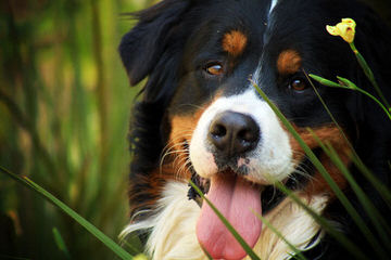 Bernesepups4sale - Dog Breeders