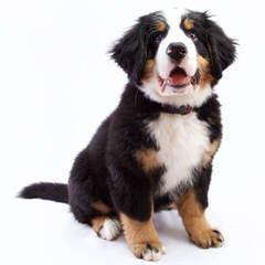 Bernese Family Kennels - Dog and Puppy Pictures