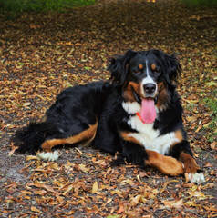 Traverse Hill Bernese Mt Dogs - Dog Breeders