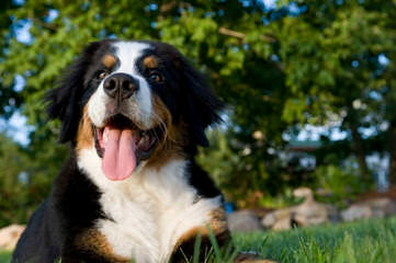 Whipperwillridge Bernese - Dog and Puppy Pictures