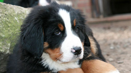 Carriage Estate Bernese Mountain Dogs - Dog and Puppy Pictures