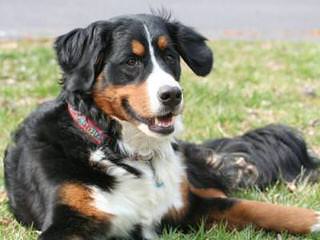 Montreux Bernese Mountain Dogs - Dog Breeders