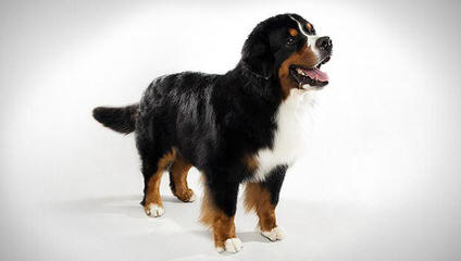 Bernese Mountain - Dog Breeders