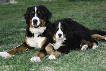 Montreux Bernese Mountain Dogs - Dog Breeders