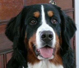 Bernese Mountain Puppies - Dog Breeders