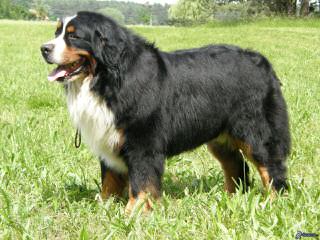 Bernese Mountain Puppies - Dog Breeders