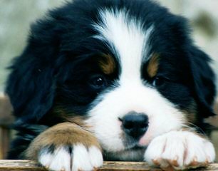 Sagekeep Bernese Mountain Dogs - Dog Breeders