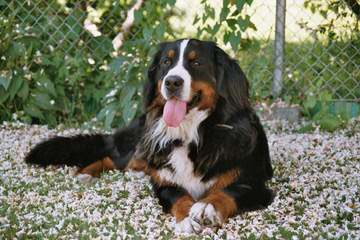 Pawsome Hollow Bernese Mountain Dogs - Dog Breeders