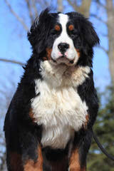 Carriage Estate Bernese Mountain Dogs - Dog Breeders