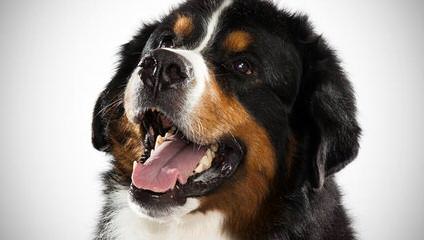 Oleka Bernese Mountain Dogs - Dog and Puppy Pictures