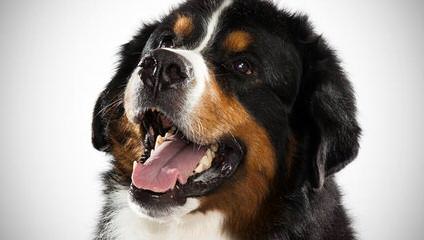 Bernese Family Kennels - Dog Breeders