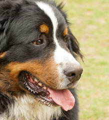 Carriage Estate Bernese Mountain Dogs - Dog Breeders