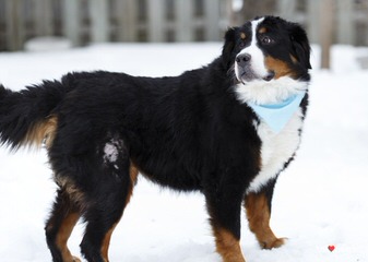 Montreux Bernese Mountain Dogs - Dog and Puppy Pictures