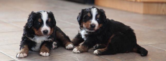 Blakoke Reg’d BMD - Dog and Puppy Pictures