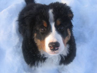 Pawsome Hollow Bernese Mountain Dogs - Dog Breeders