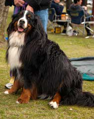 Bernese Mt. Dog Referral - Dog Breeders