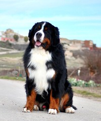 Beautiful Bernese Mountain Dog Boxers - Dog Breeders