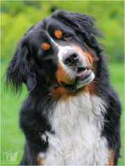 Blueberryhill Bernese Mt dogs - Dog and Puppy Pictures