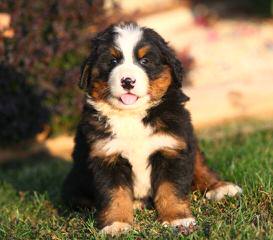 Carriage Estate Bernese Mountain Dogs - Dog Breeders