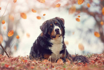 Montreux Bernese Mountain Dogs - Dog Breeders