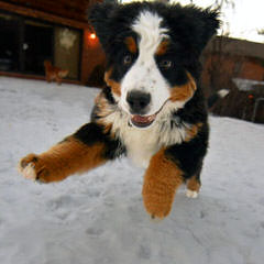 Oleka Bernese Mountain Dogs - Dog Breeders