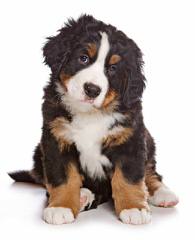 Bernesepups4sale - Dog Breeders