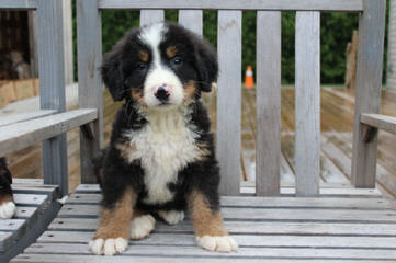 Bernese X Gr. Pyr. Mix Ozark Mtn Dogs - Dog and Puppy Pictures