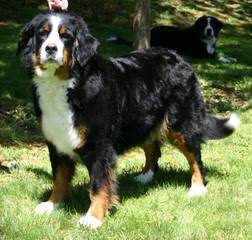 Bernese X Gr. Pyr. Mix Ozark Mtn Dogs - Dog and Puppy Pictures