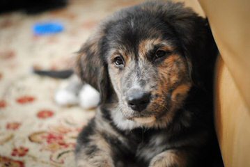 Bernese Mountain Puppies - Dog Breeders