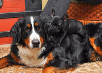 Pawsome Hollow Bernese Mountain Dogs - Dog and Puppy Pictures