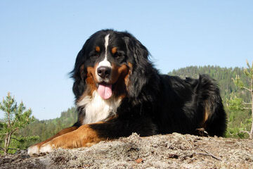 Bernese Mt. Dog Referral - Dog and Puppy Pictures