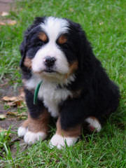 Pawsome Hollow Bernese Mountain Dogs - Dog Breeders