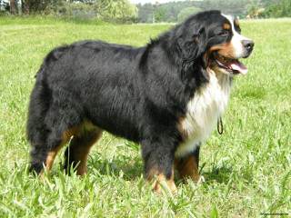 Traverse Hill Bernese Mt Dogs - Dog and Puppy Pictures