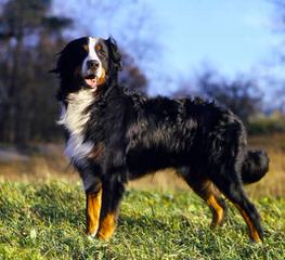 Beautiful Bernese Mountain Dog Boxers - Dog and Puppy Pictures