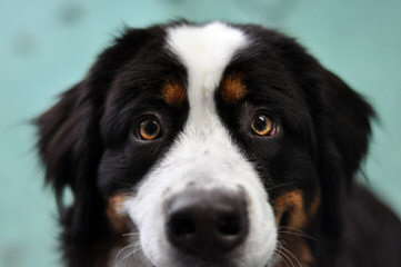 Greater & Bernese Mounatin Dog - Dog and Puppy Pictures