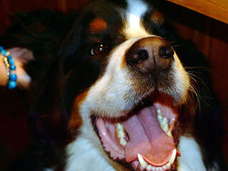 Bernese Mt. Dog Referral - Dog Breeders